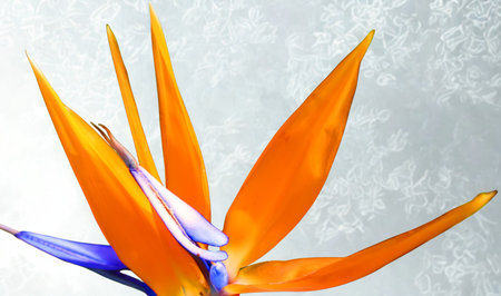 A close-up of a striking Bird of Paradise flower showcasing its bright orange petals and delicate blue and white accents against a textured background.の写真素材