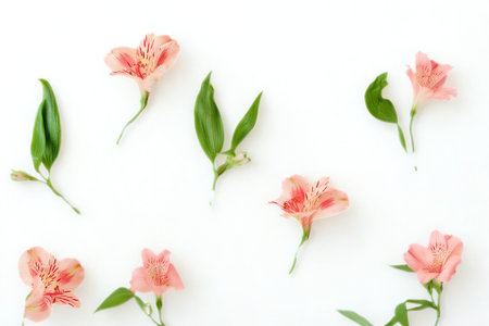 A collection of light pink alstroemeria flowers and green leaves are artfully arranged on a clean white surface.の写真素材