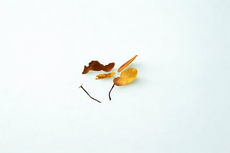 A few dried brown and orange flower petals are arranged on a stark white surface.の写真素材
