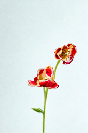 Two vibrant red and yellow flowers with delicate petals stand tall on thin green stems against a clean, minimalist white backdrop.の写真素材