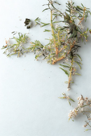 Close-up of light green foliage with tiny white blossoms scattered across a textured, pale blue surface.の写真素材