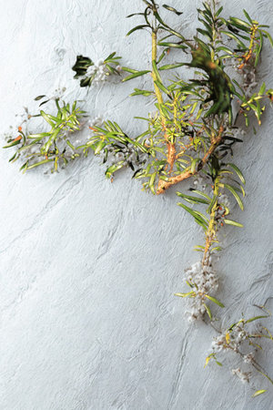 A sprig of green foliage with tiny white blossoms rests on a light gray, textured background, creating a natural and airy composition.の写真素材