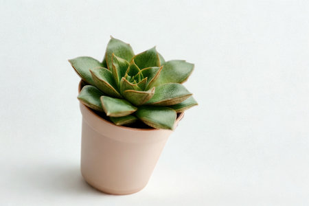 A close-up studio shot of a vibrant green succulent plant with thick leaves, potted in a simple light pink container against a white background.の写真素材