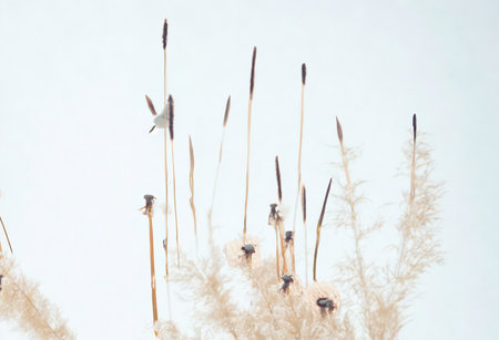 Close-up of tall, thin, dried pampas grass stalks with fluffy seed heads on a pale, neutral backdrop.の写真素材