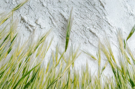 A low-angle view of fresh green wheat stalks reaching upwards against a light, textured surface.の写真素材