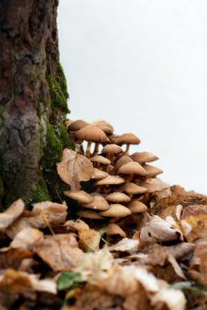 A dense cluster of honey mushrooms sprouts from the base of a moss-covered tree trunk, surrounded by fallen autumn leaves.の写真素材