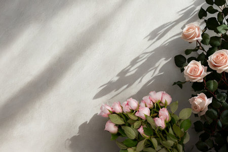 Delicate pink roses are artfully arranged, casting beautiful shadows on a textured white surface illuminated by natural light.の写真素材