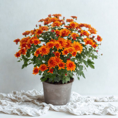 A lush bush of bright orange chrysanthemums sits in a rustic pot, adorned with a delicate white fabric.の写真素材