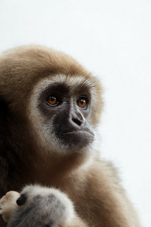 A detailed close-up of a brown gibbon's face, showcasing its dark eyes and fuzzy fur against a blurred background.の写真素材