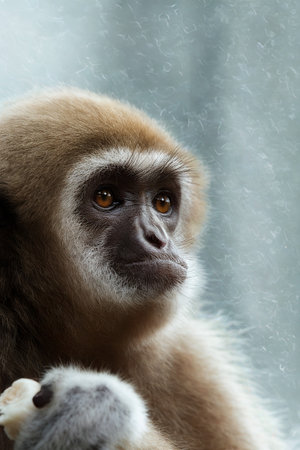 A detailed close-up of a gibbon's face, showcasing its fur, dark eyes, and thoughtful expression....