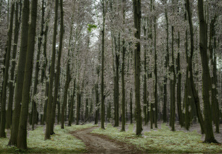 A narrow dirt path winds through a dense forest of tall, slender evergreen trees with mossy trunks and a green undergrowth.の写真素材