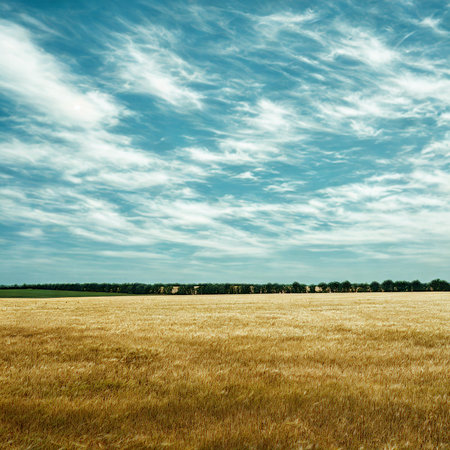 A vast, golden wheat field stretches to the horizon under a dynamic sky filled with streaking blue and white clouds.の写真素材
