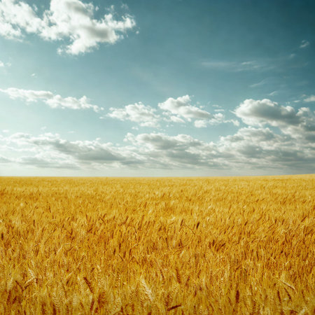 Vast, sunlit golden wheat field stretches to the horizon under a bright blue sky with scattered white clouds.の写真素材