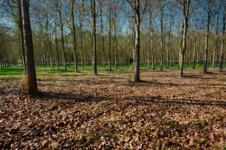 A forest scene in autumn with a carpet of dry leaves on the ground and tall, bare trees reaching towards a bright sky.の写真素材