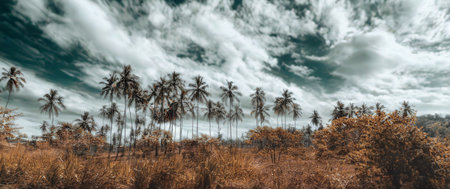 A surreal view of a dense palm forest beneath a sky filled with intensely blurred, streaking clouds.の写真素材