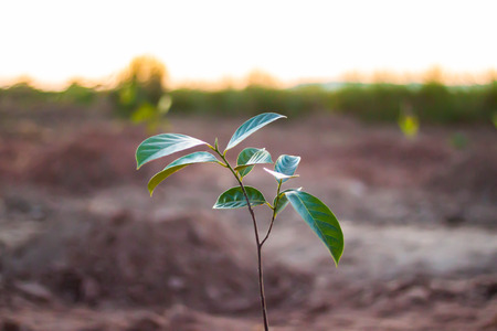 Small tree growing concept.の写真素材
