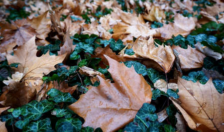 Fallen leaves on the ground in the forest. Selective focus.の写真素材
