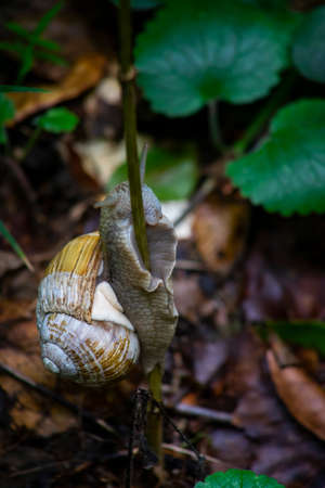 A closeup shot of a snail on a branch with leaves in the backgroundの写真素材