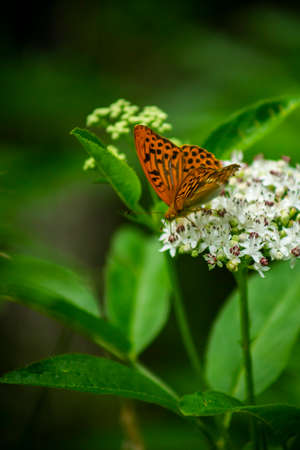 Butterfly on a flower. Close-up. Selective focus.