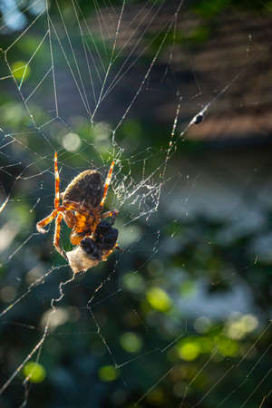 A spider sits on its web and waits for prey to be released.の写真素材