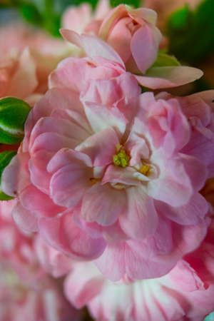 Close-up of a beautiful pink begonia flower in full bloomの写真素材