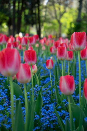 Tulips and forget-me-nots in the spring garden