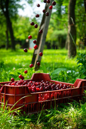 Cherries in a crate on the background of green grassの写真素材