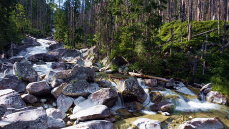 Mountain stream in the forest. Mountain river in the forest.の写真素材