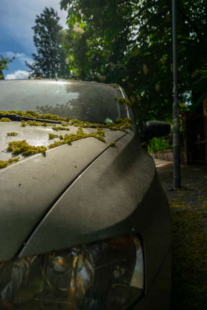 Close-up of a car covered with moss on the roof.の写真素材