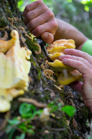 Man picking mushrooms from a tree in the forest, close-upの写真素材