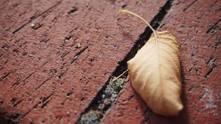 autumn leaves on wooden backgroundの写真素材