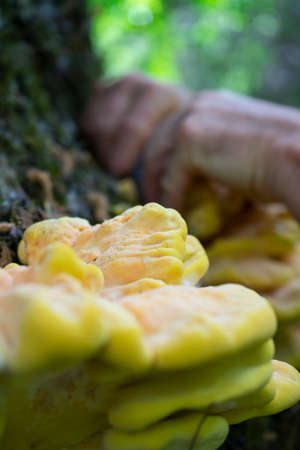 yellow mushroom picking