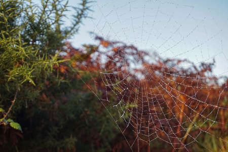 cobweb spiderの写真素材