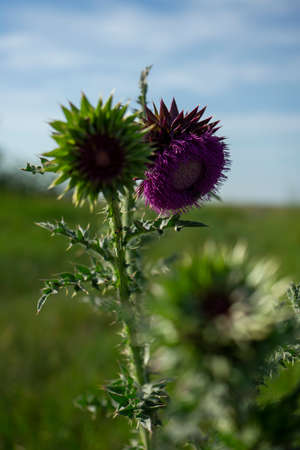 thistle flower on a meadowの写真素材