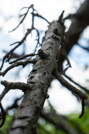 lizard on a treeの写真素材