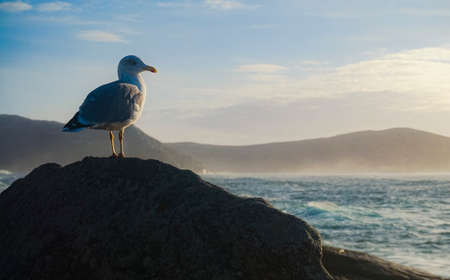 heron on the rockの写真素材