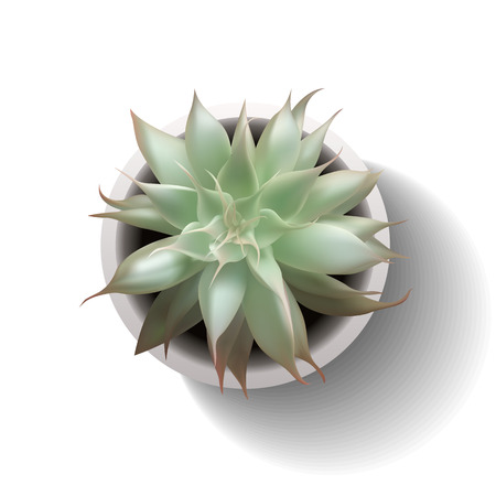 Succulent plant in the pot. Vector illustration isolated on the white background.のイラスト素材