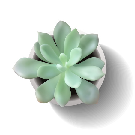 Succulent plant in the pot. Vector illustration isolated on the white background.のイラスト素材