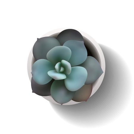 Succulent plant in the pot. Vector illustration isolated on the white background.のイラスト素材