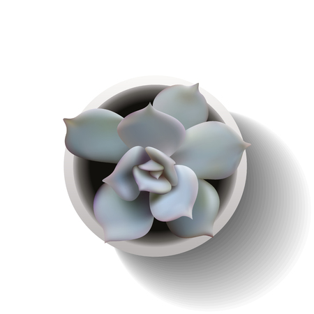 Succulent plant in the pot. Vector illustration isolated on the white backgroundのイラスト素材