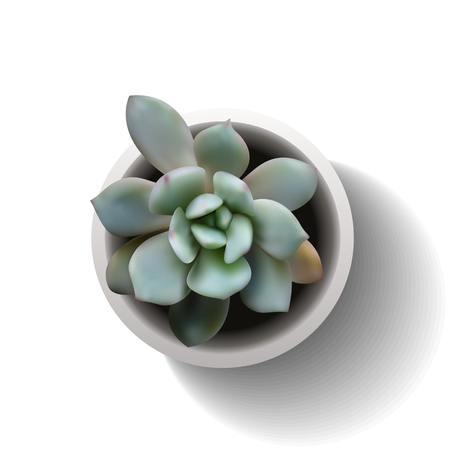 Succulent plant in the pot. Vector illustration isolated on the white backgroundのイラスト素材