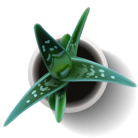 Succulent plant in the pot. Vector illustration isolated on the white background. EPS10のイラスト素材