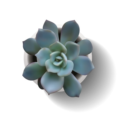 Succulent plant in the pot. Vector illustration isolated on the white background. EPS10のイラスト素材