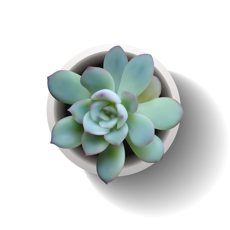 Succulent plant in the pot. Vector illustration isolated on the white background. EPS10のイラスト素材
