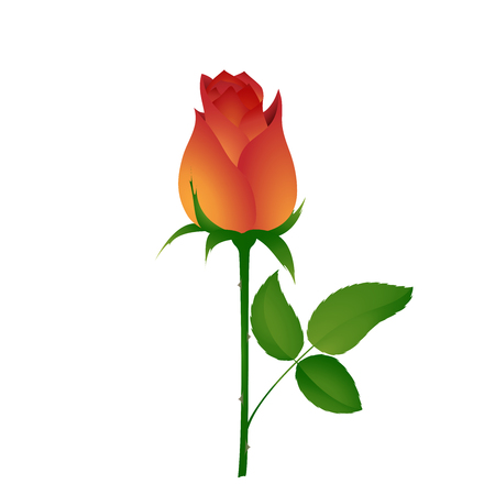 Beautiful bud of orange rose. Vector illustrationのイラスト素材