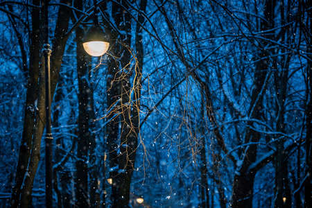 Winter night landscape, falling snowflakes in the light of shining street lampの写真素材