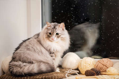 gray fat fluffy cat sits on a windowsill among balls of yarn against the background of snow going outside the window in the night skyの写真素材