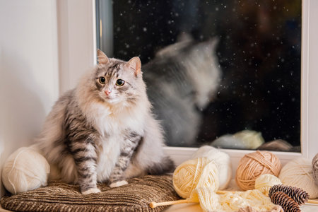 gray fat fluffy cat sits on a windowsill among balls of yarn against the background of snow going outside the window in the night skyの写真素材