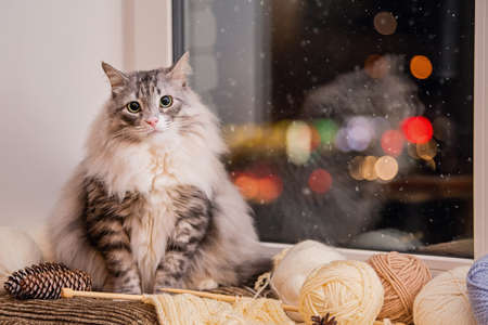 gray fat fluffy cat sits on a windowsill among balls of yarn against the background of snow going outside the window in the night skyの写真素材
