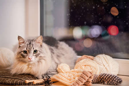 gray fat fluffy cat sits on a windowsill among balls of yarn against background of multi-colored bokeh in the night skyの写真素材